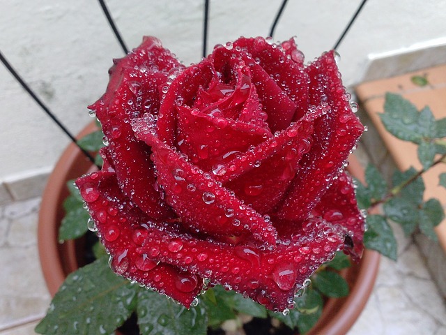mokrá růže