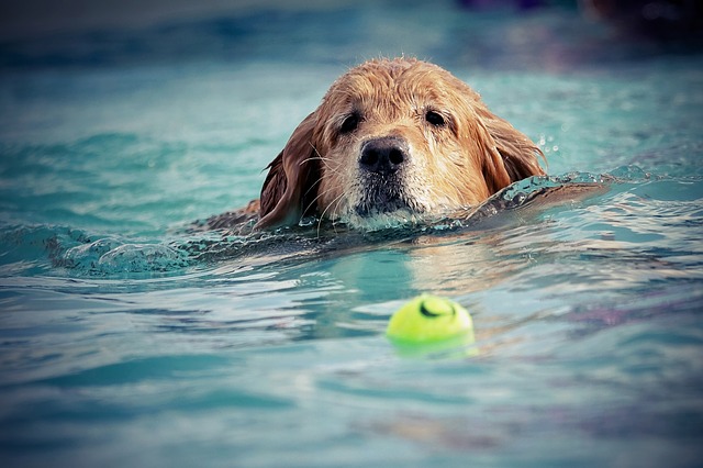 Pes v bazénu