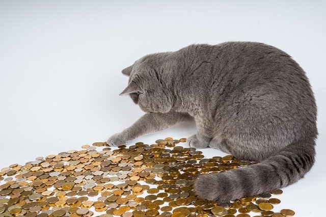 kočka s mincemi