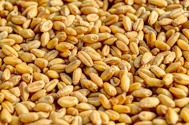 semena, pšenice